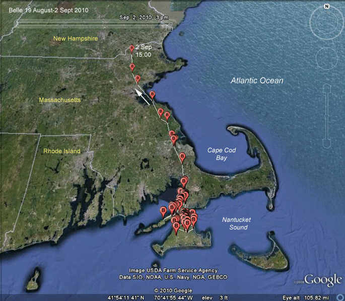 osprey migration route